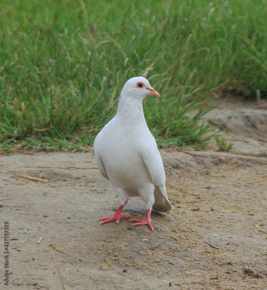 Obraz premium white dove on wet ground