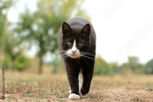 Fotografiet Portrait Of Cat Standing On Field