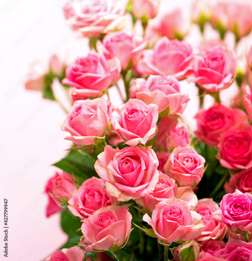 Big Roses Bouquet. branch of pink roses. Isolated Big Roses Bouquet. branch of pink roses. Isolated