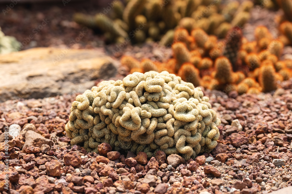Closeup image of Brain Cactus or Mammillaria Elongata Cristata in botanic garden Closeup image of Brain Cactus or Mammillaria Elongata Cristata in botanic garden