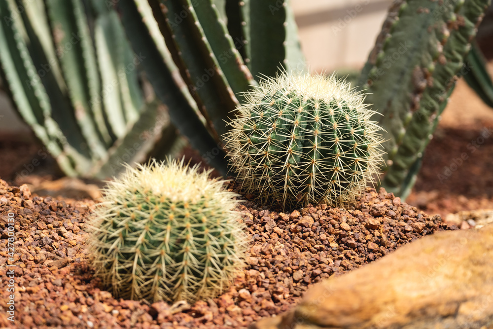 Closeup image of Golden Barrel Cactus or Echinocactus grusonii in botanic garden Closeup image of Golden Barrel Cactus or Echinocactus grusonii in botanic garden
