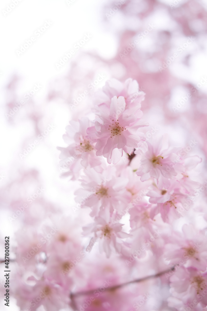 pink cherry blossom in Japan