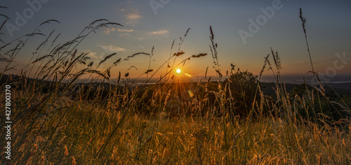 Fototapeta Naklejka Na Ścianę i Meble -  Reed field at sunset