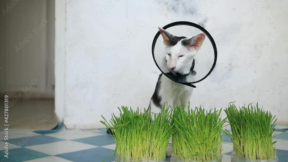 Fresh grass and domestic oriental cat sitting in Vet Elizabethan collar