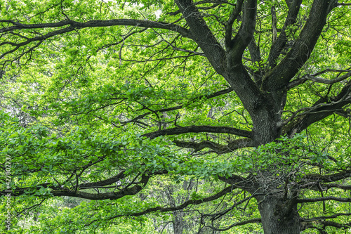 very old big oak tree with green lush foliage. nature scenic spring landscape photography.