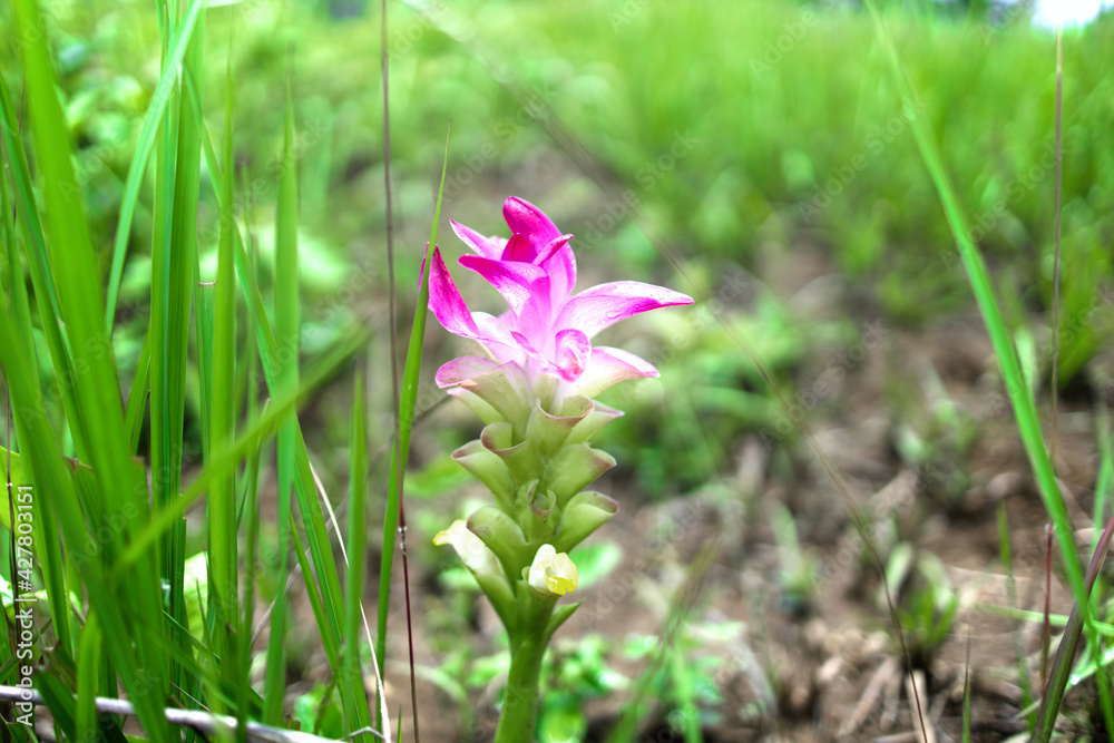 The pink Siamese flower is blooming after the first rain of the year in the Kao Yai national park, Thailand. The pink Siamese flower is blooming after the first rain of the year in the Kao Yai national park, Thailand.