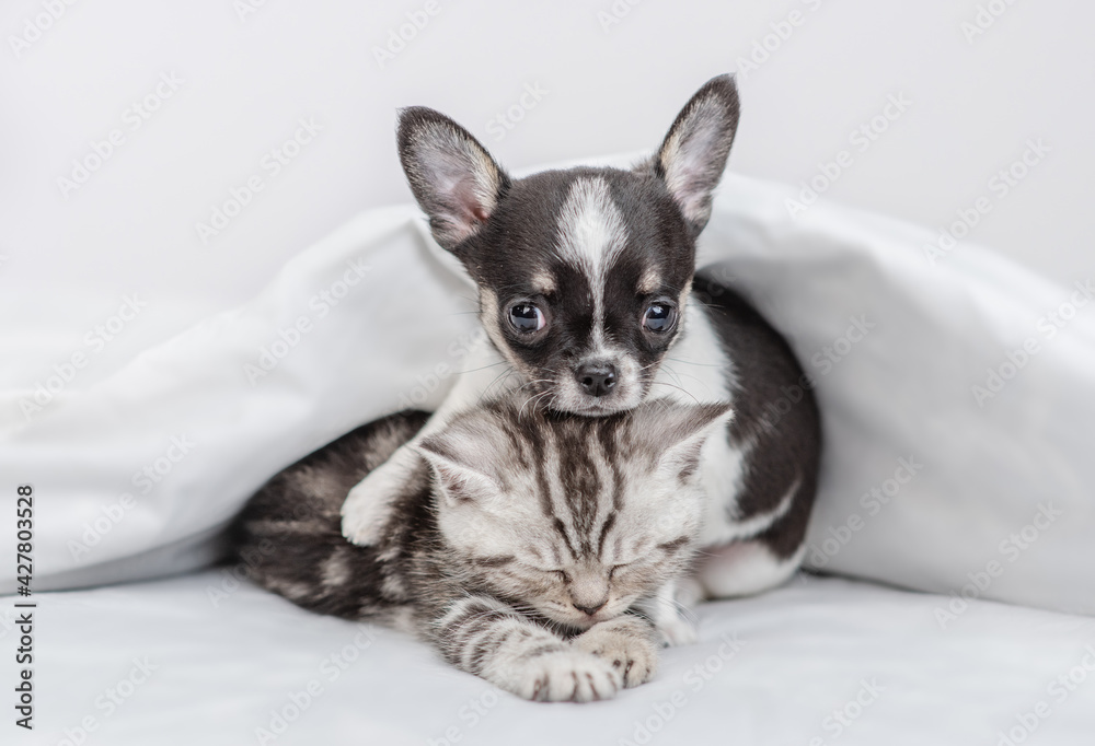 Chihuahua puppy and tabby kitten sleep together under white warm blanket on a bed at home