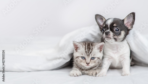 Tiny Chihuahua puppy and tabby kitten sit  together under white warm blanket on a bed at home. Empty space for text
