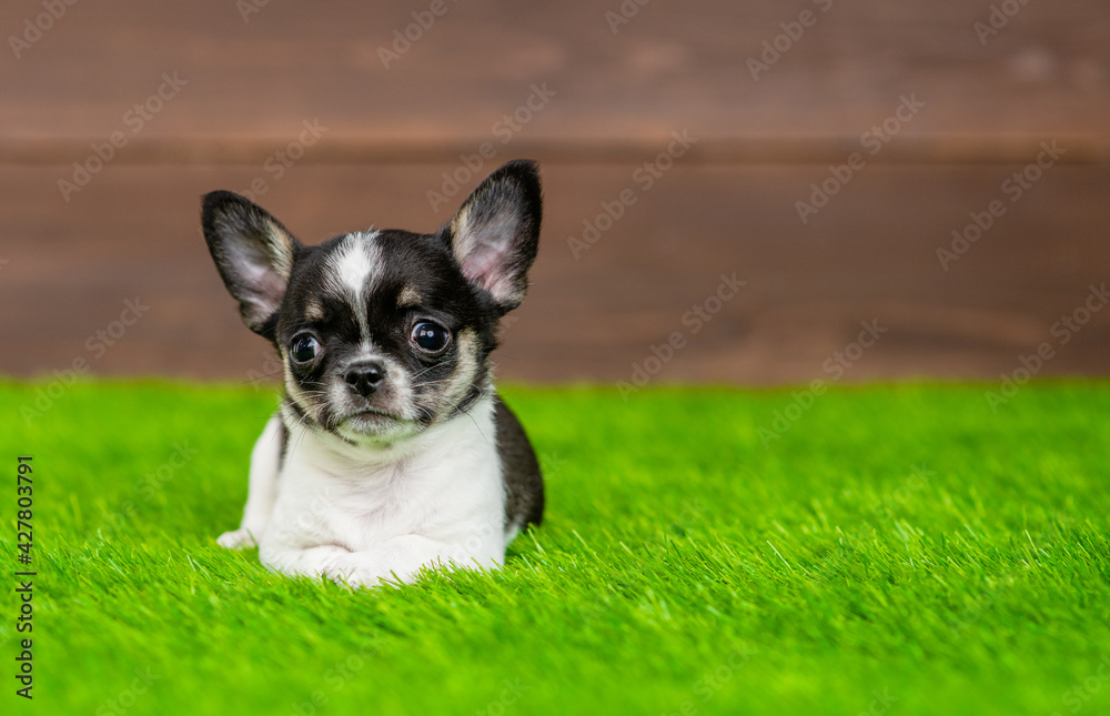 Tiny Chihuahua  puppy lying on green summer grass and looks at camera. Empty space for text