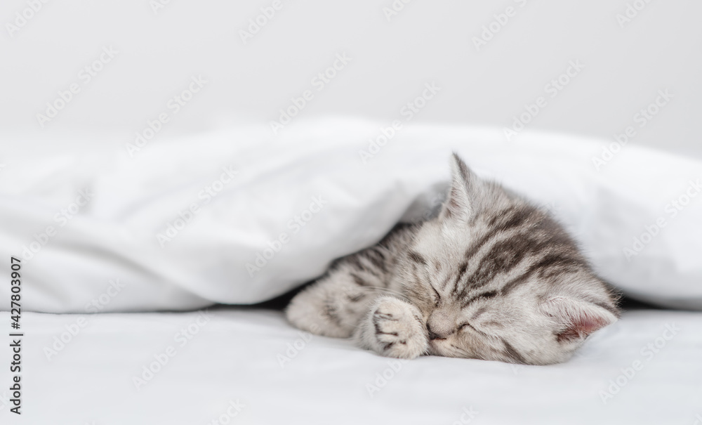 Sick tabby kitten sleeps under blanket on a bed at home. Empty space for text