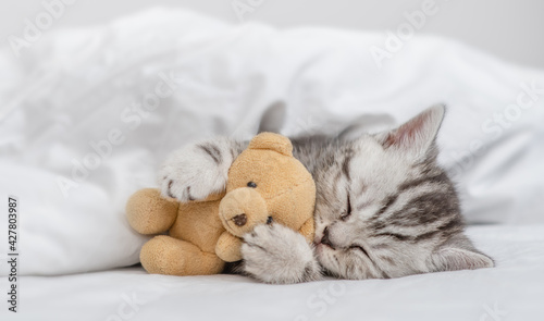 Cozy kitten sleeping with toy bear on a bed under white warm blanket at home
