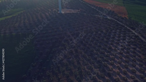 Drone over a field of olive trees, tilting up to reveal a wind turbine during sunset photo