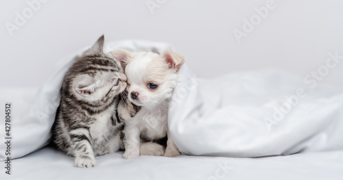 Tabby kitten kisses tiny chihuahua puppy under warm blanket on a bed at home. Empty space for text