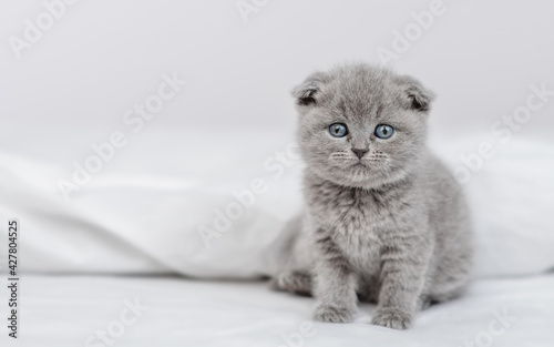 Fluffy gray kitten sits under warm blanket on a bed at home and looks at camera. Empty space for text
