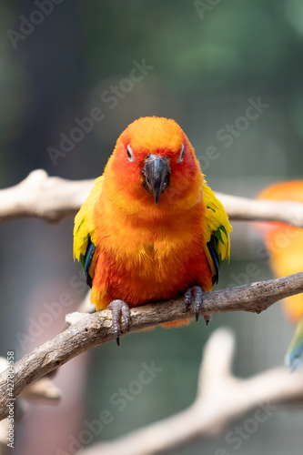 Close-up Sun Conure Parrot Perched on Branch Isolated on Background