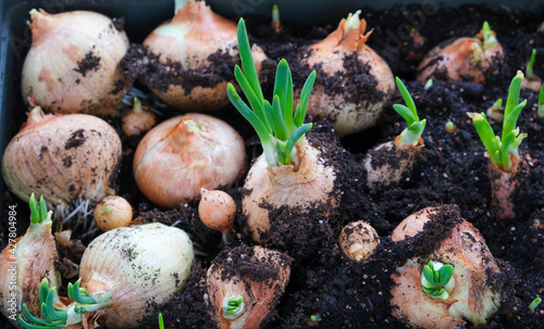 green onion feathers from planted bulbs