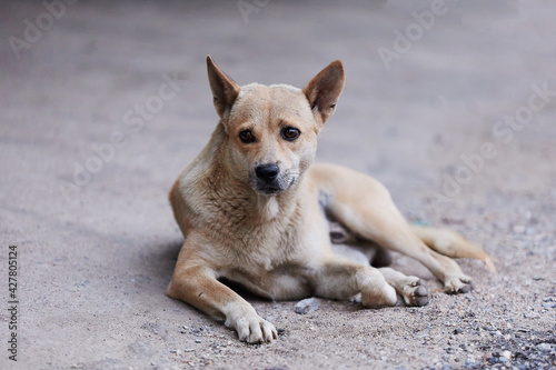 Portrait of a brown male breed dog lie down on ground.