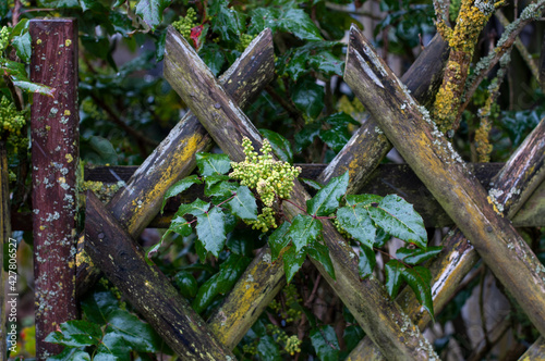 Fototapeta Naklejka Na Ścianę i Meble -  rain drops on thorny leaves of a mahonia shrub