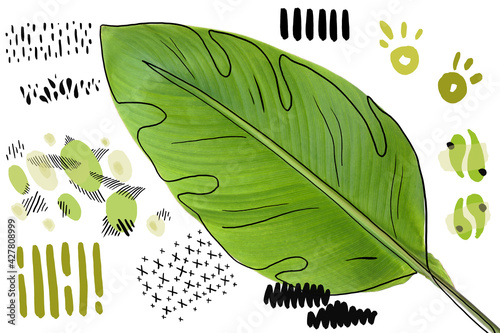 Green banana leaf on white ...