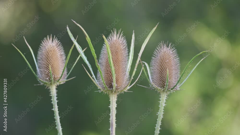 Extreme close up shot of three wild teasel flowers against a blurry background Extreme close up shot of three wild teasel flowers against a blurry background