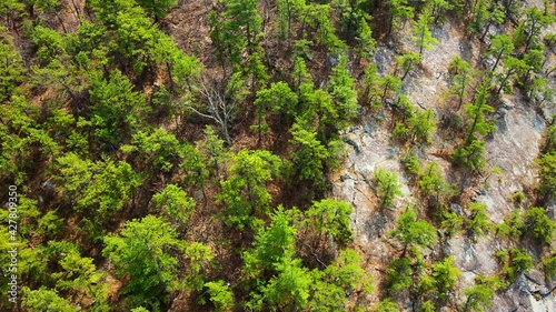 Aerial drone video footage of rare, pitch pine conifers on the Shawangunk Ridge In New York State’s Hudson Valley. The Shawangunk ridge is part of the larger Appalachian mountain range.  photo