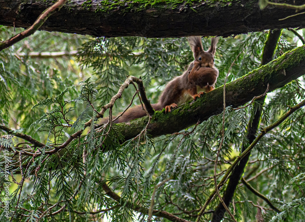 a squirrel carrying its baby in its mouth a squirrel carrying its baby in its mouth