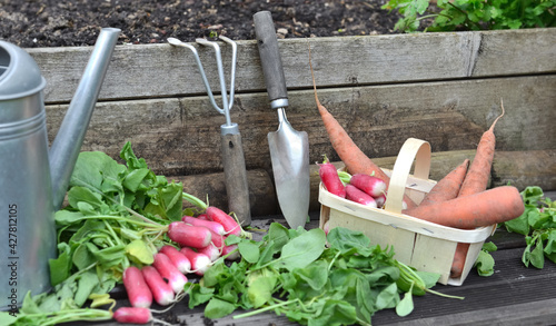 fresh carrots and radishes in a little basket with leaf cut    put on a plank...