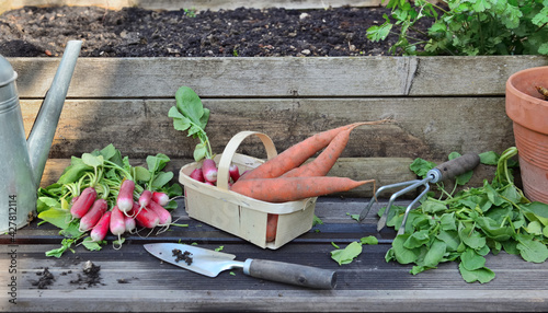 fresh carrots and radishes in a little basket with leaf cut    put on a plank