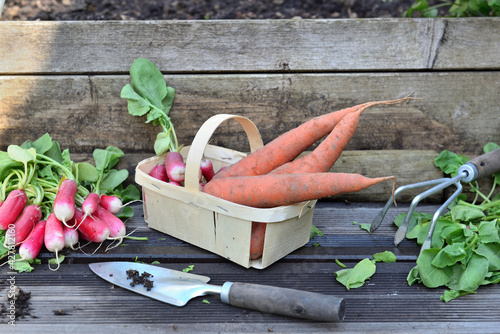 fresh carrots and radishes in a little basket with leaf cut    put on a plank