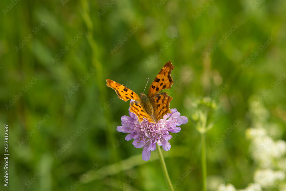 Orange small Polygonia c-album, comma butterfly on a flower in a green meadow on a blurred background with bokeh. Orange small Polygonia c-album, comma butterfly on a flower in a green meadow on a blurred background with bokeh.