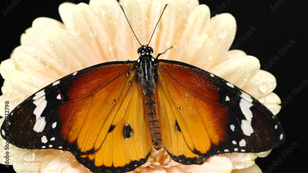 Beautiful monarch butterfly opening wings on a daisy flower on black background