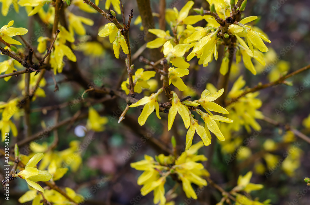 Yellow forsythia flowers with raindrops. Yellow forsythia flowers with raindrops.