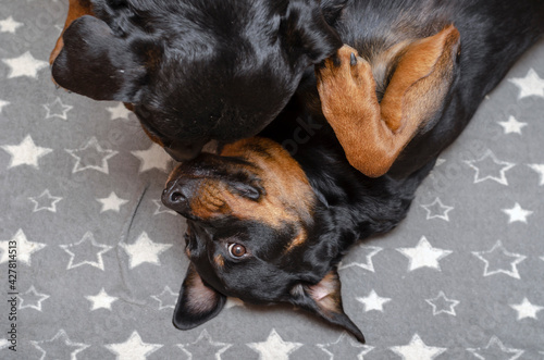 Two black dogs on gray fabric with white stars.