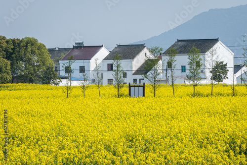 Outdoor rape flower field in spring countryside