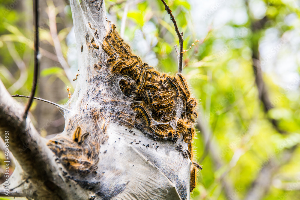 close-up of a large oak processionary moth nest in procession on an oak tree close-up of a large oak processionary moth nest in procession on an oak tree