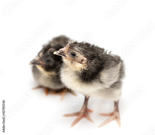 one day old chicken on a white background