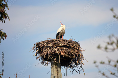 White stork throwing back its head and clattering its beak