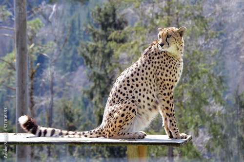 Wonderful cheetah #427816533