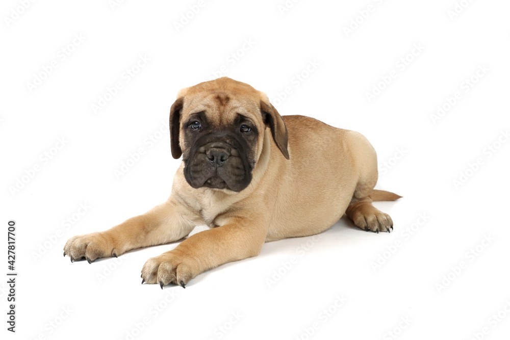 puppy mastiff isolated on white 