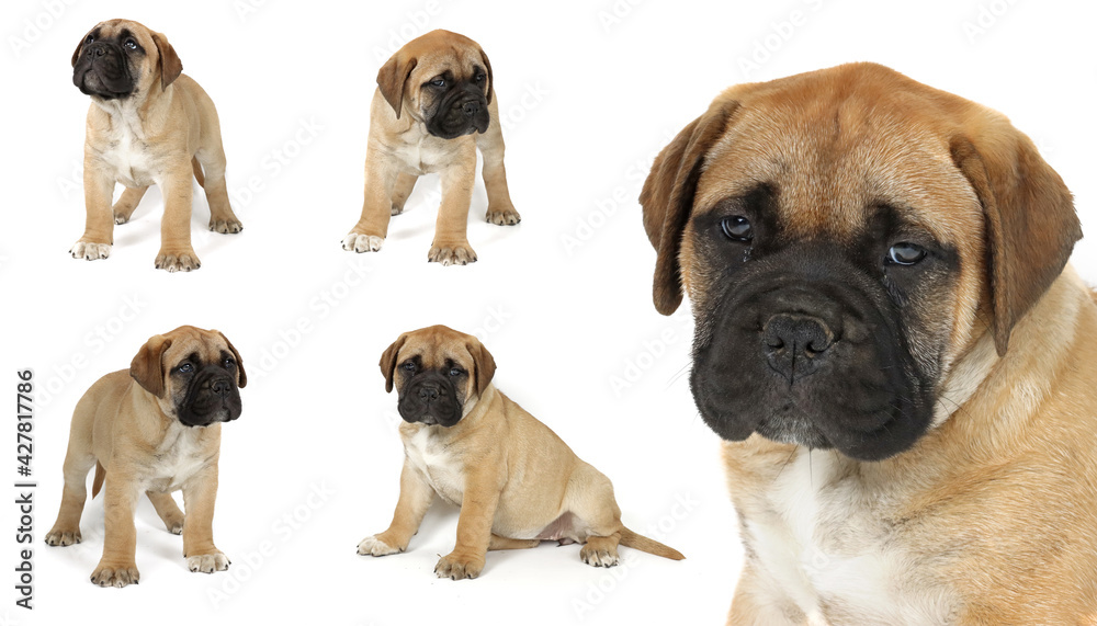 group of dogs isolated