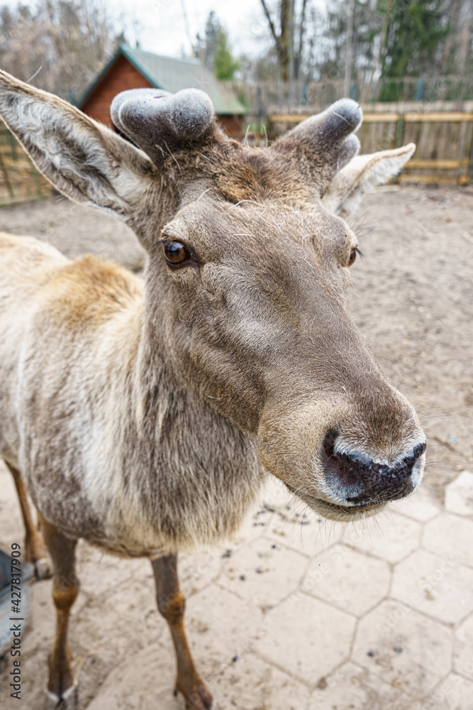 A proud deer that recently dropped its horns poses for the camera. A proud deer that recently dropped its horns poses for the camera.