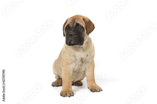 Puppy bullmastiff isolated on white 