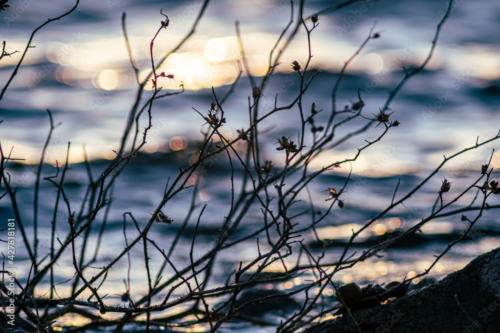 THIN BRANCH WITH LITTLE FLOWERS NEXT TO A LAKE THIN BRANCH WITH LITTLE FLOWERS NEXT TO A LAKE