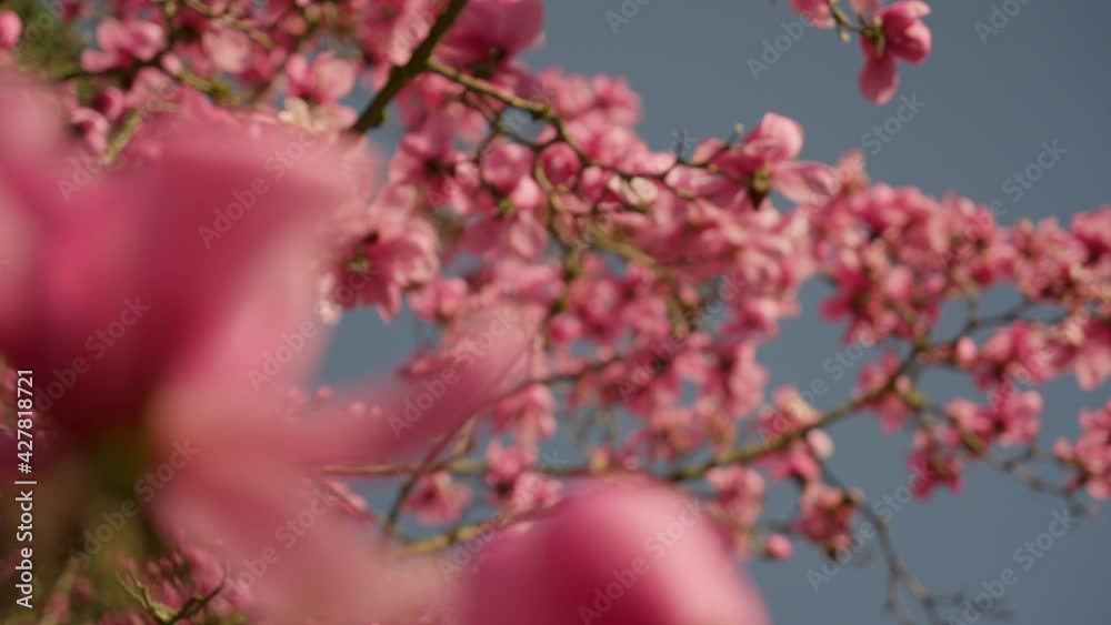 Branches of pink Star Wars Magnolia Branches of pink Star Wars Magnolia