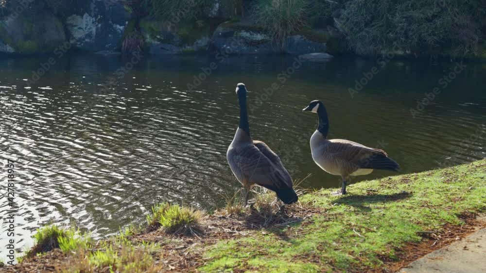 Family of Canadian Geese sitting by the side of a pond. Family of Canadian Geese sitting by the side of a pond.