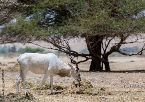 Curved horned antelope Addax  Addax nasomaculatus  was introduced from Sahara desert and well adopted in nature reserves of the Middle East 