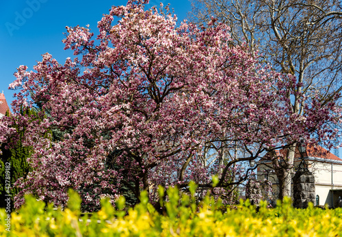 Splendid blooming lily tree in Pecs Hungary This amazing giant tree blooming in early springtrime. Pecs is a beautiful city in Hungary