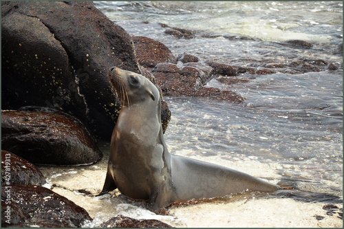 Magnificent Sea Lion, North Seymour, Galapagos islands