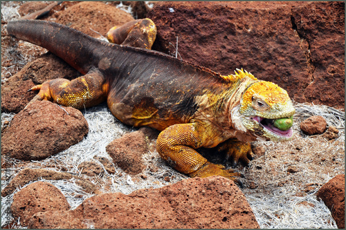 Giant Marine Iguana, Galapagos islands