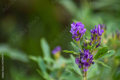 nature close up of purple flower in garden. green plant background outdoor flora blossom wallpaper photo